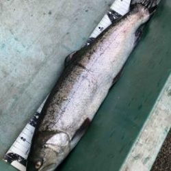 フィッシング サンクチュアリ 釣果