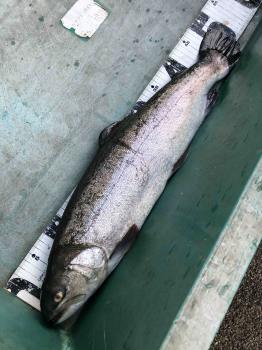 フィッシング サンクチュアリ 釣果