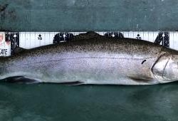 フィッシング サンクチュアリ 釣果