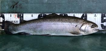 フィッシング サンクチュアリ 釣果