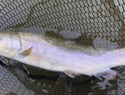 フィッシング サンクチュアリ 釣果