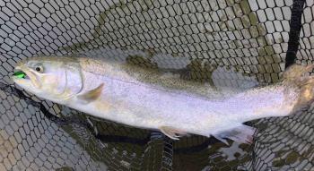 フィッシング サンクチュアリ 釣果