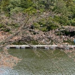 フィッシング サンクチュアリ 釣果