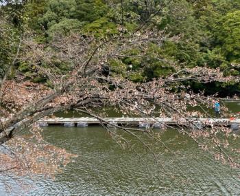 フィッシング サンクチュアリ 釣果