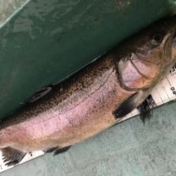 フィッシング サンクチュアリ 釣果