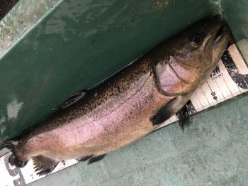 フィッシング サンクチュアリ 釣果