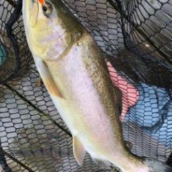 フィッシング サンクチュアリ 釣果