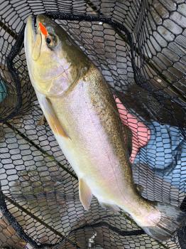 フィッシング サンクチュアリ 釣果