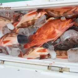 第二むつ漁丸 釣果