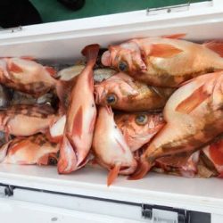 第二むつ漁丸 釣果