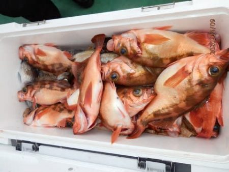 第二むつ漁丸 釣果