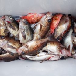 遊漁船 遊友 釣果