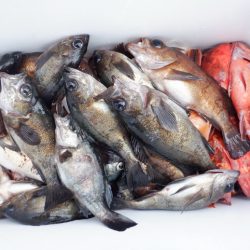 遊漁船 遊友 釣果