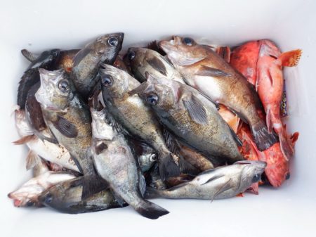 遊漁船 遊友 釣果