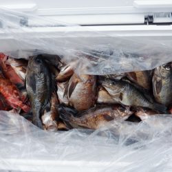 遊漁船 遊友 釣果