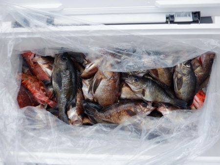 遊漁船 遊友 釣果