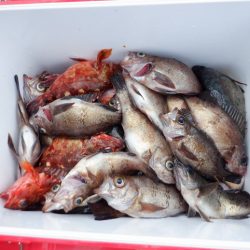 遊漁船 遊友 釣果