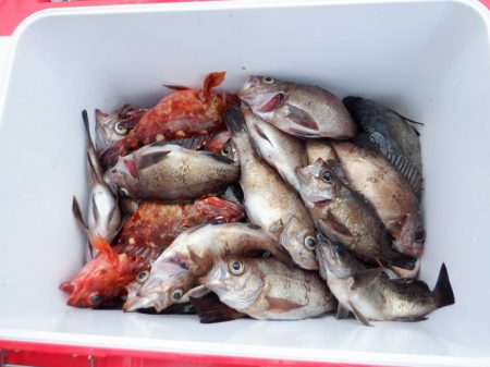 遊漁船 遊友 釣果