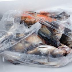 遊漁船 遊友 釣果