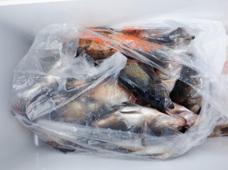 遊漁船 遊友 釣果