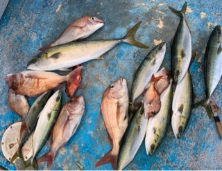 幸吉丸 釣果