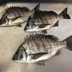 ふじや釣舟店 釣果