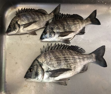 ふじや釣舟店 釣果