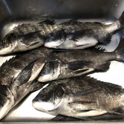 ふじや釣舟店 釣果