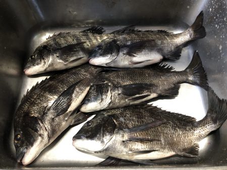 ふじや釣舟店 釣果