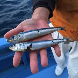 松鶴丸 釣果