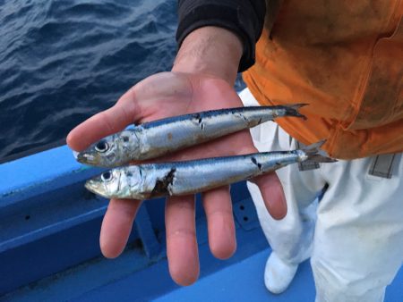 松鶴丸 釣果
