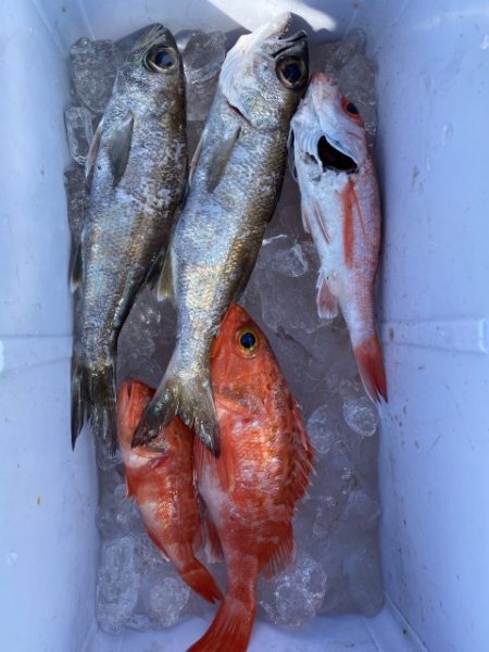たいし丸 釣果