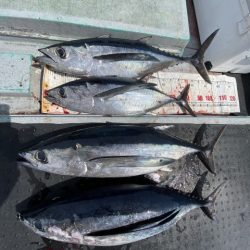 たいし丸 釣果