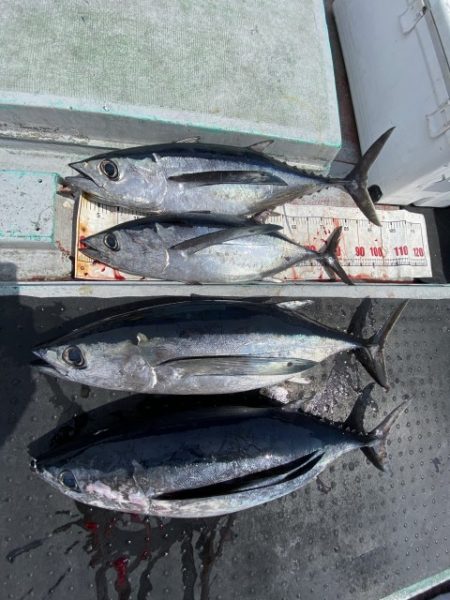 たいし丸 釣果