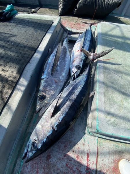 たいし丸 釣果