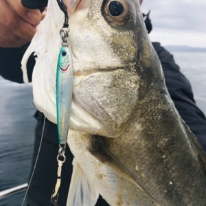 シーモンキー 釣果