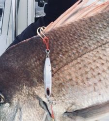 シーモンキー 釣果