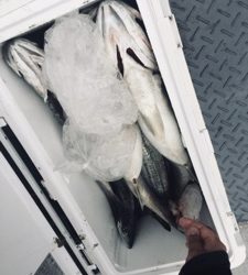 シーモンキー 釣果