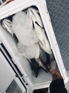 シーモンキー 釣果