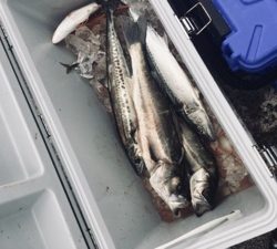 シーモンキー 釣果