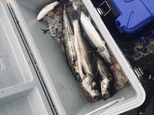 シーモンキー 釣果