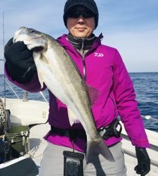 シーモンキー 釣果