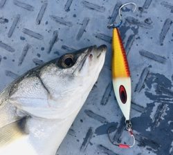 シーモンキー 釣果