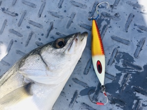 シーモンキー 釣果