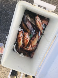 シーモンキー 釣果