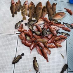 リトルワン 釣果