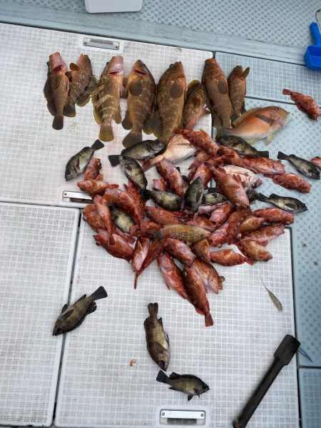 リトルワン 釣果