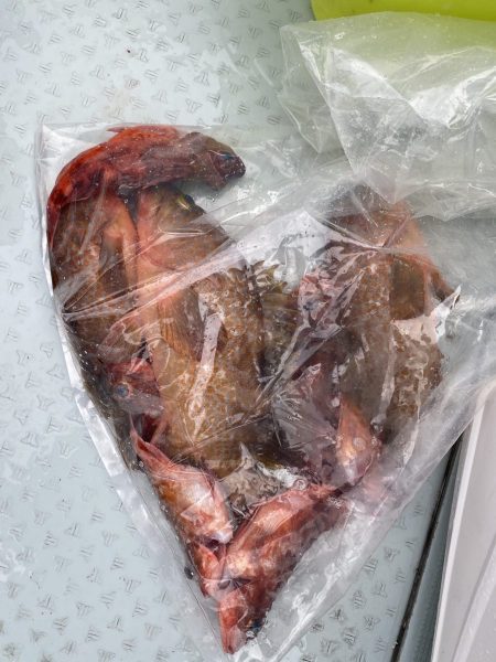 リトルワン 釣果