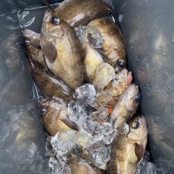 リトルワン 釣果