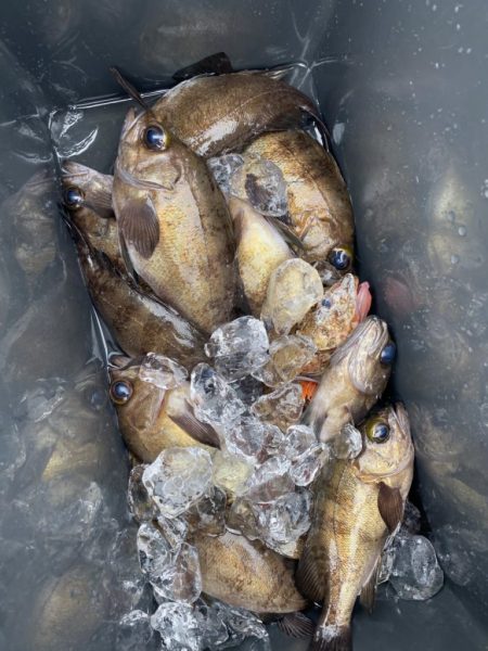 リトルワン 釣果